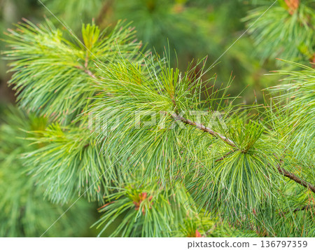 Cedar branches with long fluffy needles with a beautiful blurry background. Cedar branches with long fluffy needles with a beautiful blurry background. 136797359