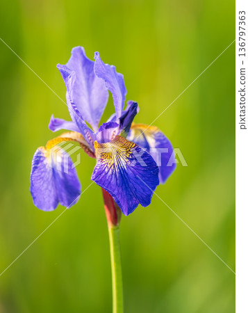 Beautiful blue flowers of Siberian iris in spring garden. Iris sibirica blooming in the meadow. Beautiful blue flowers of Siberian iris in spring garden. Iris sibirica blooming in the meadow. 136797363