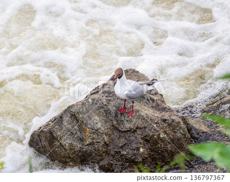 Black-headed gull, lat. Chroicocephalus ridibundus, sits on the river shore Black-headed gull, lat. Chroicocephalus ridibundus, sits on the river shore 136797367