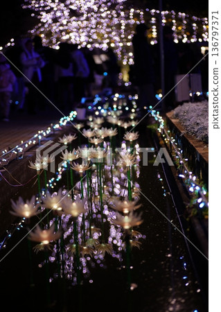 Illuminations Ashaka Flower Park 136797371