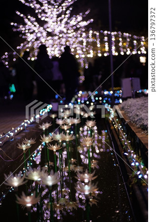 照明阿莎卡花卉公園 136797372