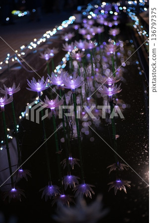 照明阿莎卡花卉公園 照明阿莎卡花卉公園 136797375