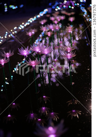 照明阿莎卡花卉公園 照明阿莎卡花卉公園 136797376