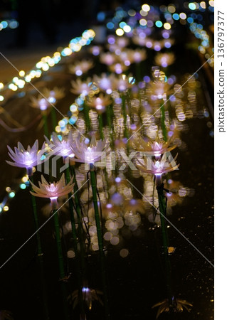 照明阿莎卡花卉公園 照明阿莎卡花卉公園 136797377