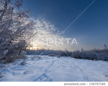 Beautiful winter landscape. Trees in the snow in a clearing on a cold day. Beautiful winter landscape. Trees in the snow in a clearing on a cold day. 136797380