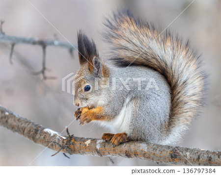 The squirrel with nut sits on tree in the winter or late autumn 136797384