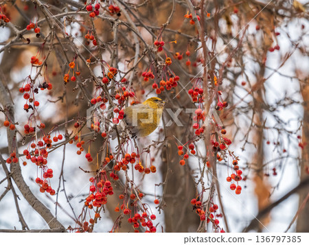 Pine Grosbeak Female Eating Red Berries in Winter Pine Grosbeak Female Eating Red Berries in Winter 136797385