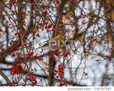 Pine Grosbeak Female Eating Red Berries in Winter 136797387