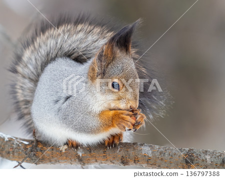 The squirrel with nut sits on tree in the winter or late autumn 136797388