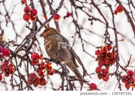 Pine Grosbeak Female Eating Red Berries in Winter Pine Grosbeak Female Eating Red Berries in Winter 136797391