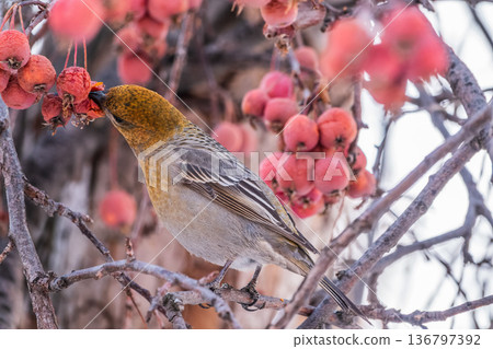 Pine Grosbeak Female Eating Red Berries in Winter 136797392