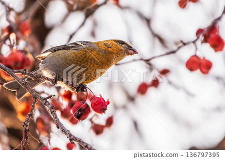 Pine Grosbeak Female Eating Red Berries in Winter Pine Grosbeak Female Eating Red Berries in Winter 136797395