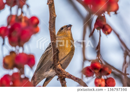Pine Grosbeak Female Eating Red Berries in Winter Pine Grosbeak Female Eating Red Berries in Winter 136797398