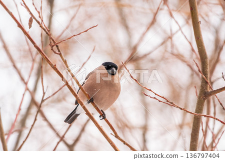 The female Bullfinch is a stocky finch with a greyish-brown breast and a black cap and tail. 136797404