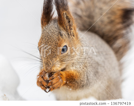The squirrel sits on white snow The squirrel sits on white snow 136797419