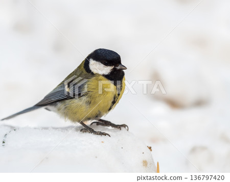 Cute bird Great tit, songbird sitting on a branch with snow in the autumn or winter. Cute bird Great tit, songbird sitting on a branch with snow in the autumn or winter. 136797420