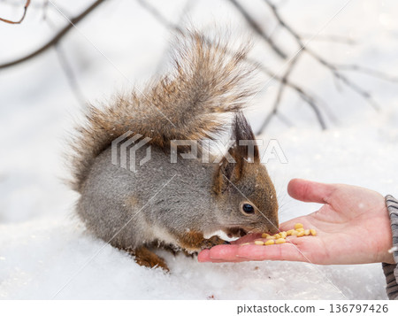 Squirrel eats nuts from a man's hand. Caring for animals in winter or autumn. Squirrel eats nuts from a man's hand. Caring for animals in winter or autumn. 136797426