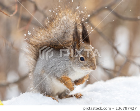 The squirrel sits on white snow 136797427