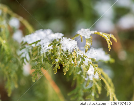Close-up of thuja in snow. Thuja branch covered with layer of snow. White background. Green thuja branches are covered with frost outdoors in winter. 136797430