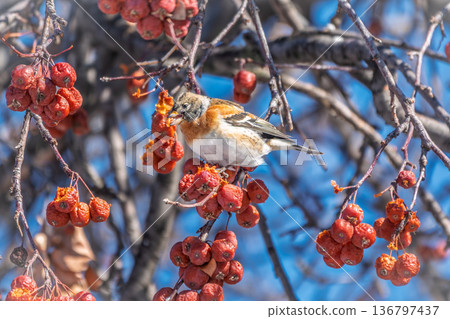 Brambling (Fringilla montifringilla) feeds on apples in winter. Brambling (Fringilla montifringilla) feeds on apples in winter. 136797437