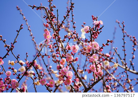 粉紅色的梅花映襯著藍天 136797517