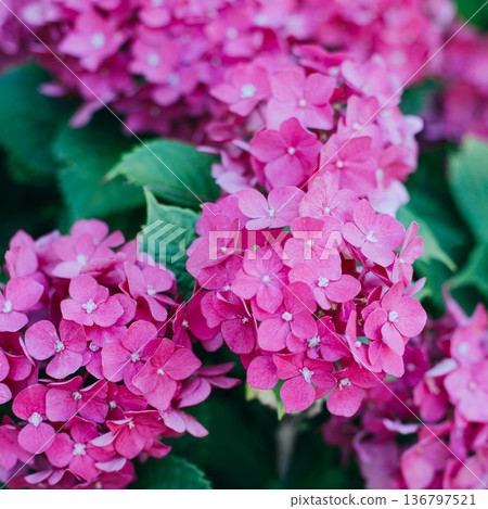 Amazing pink Hydrangea flowers in a garden. Selective focus. 136797521