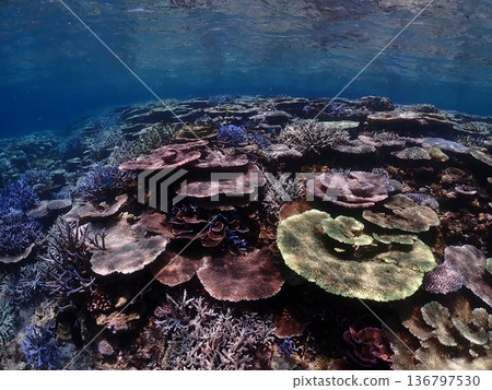 Healthy coral reefs in clear tropical waters Healthy coral reefs in clear tropical waters 136797530