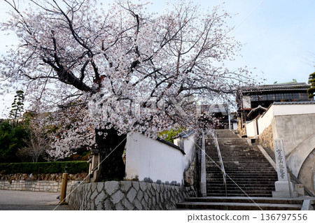 岡山縣倉敷市_倉敷美觀地區_觀龍寺1_2025年3月 岡山縣倉敷市_倉敷美觀地區_觀龍寺1_2025年3月 136797556