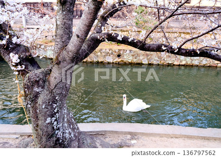 Kurashiki City, Okayama Prefecture_Kurashiki Bikan District 5_March 2025 136797562