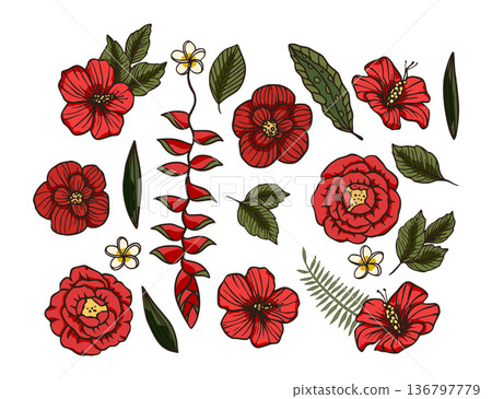 Exotic tropical flower set. Hand drawn hibiscus, rose and plumeria floral nature. 136797779