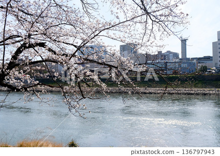 岡山市,岡山縣_岡山後樂園西側及旭川的櫻花_2025年3月2日 岡山市,岡山縣_岡山後樂園西側及旭川的櫻花_2025年3月2日 136797943