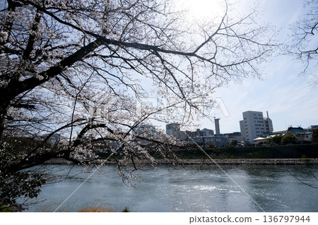岡山市,岡山縣_岡山後樂園西側及旭川的櫻花_2025年3月3日 岡山市,岡山縣_岡山後樂園西側及旭川的櫻花_2025年3月3日 136797944