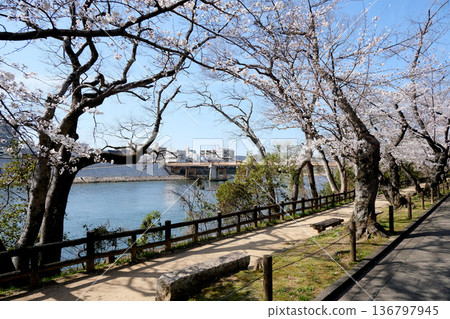 岡山市,岡山縣_岡山後樂園西側的櫻花樹_2025年3月3日 岡山市,岡山縣_岡山後樂園西側的櫻花樹_2025年3月3日 136797945