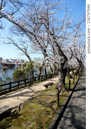 岡山縣岡山市_岡山後樂園西側的櫻花_2025年3月4日 岡山縣岡山市_岡山後樂園西側的櫻花_2025年3月4日 136797946