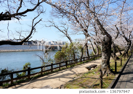 岡山市,岡山縣_岡山後樂園西側櫻花街5_2025年3月 岡山市,岡山縣_岡山後樂園西側櫻花街5_2025年3月 136797947