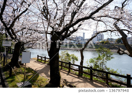 岡山縣岡山市_岡山後樂園西側的櫻花_2025年3月6日 岡山縣岡山市_岡山後樂園西側的櫻花_2025年3月6日 136797948