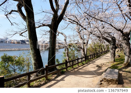 岡山市,岡山縣_岡山後樂園西側櫻花樹_2025年3月7日 岡山市,岡山縣_岡山後樂園西側櫻花樹_2025年3月7日 136797949