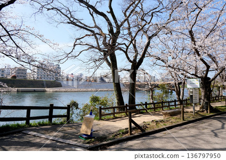 岡山縣岡山市_岡山後樂園西側的櫻花_2025年3月1日 岡山縣岡山市_岡山後樂園西側的櫻花_2025年3月1日 136797950