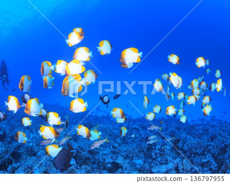 A Pyre's Butterflyfish swimming in the clear waters of Molokini Island, Hawaii. Resort diving image. A Pyre's Butterflyfish swimming in the clear waters of Molokini Island, Hawaii. Resort diving image. 136797955
