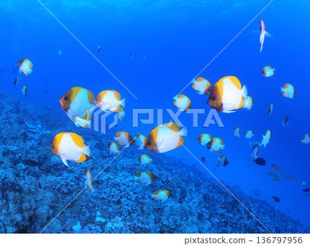 一隻皮氏蝴蝶魚在夏威夷莫洛基尼島清澈的海水中游弋。度假村潛水照片。 一隻皮氏蝴蝶魚在夏威夷莫洛基尼島清澈的海水中游弋。度假村潛水照片。 136797956