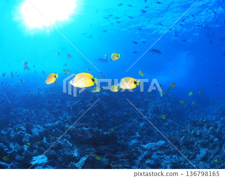 Lemon butterflyfish swimming in the clear waters of Molokini Island, Hawaii. Resort diving image. Lemon butterflyfish swimming in the clear waters of Molokini Island, Hawaii. Resort diving image. 136798165