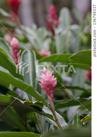 熱帶花園裡盛開著粉紅色的薑花 136798337