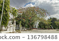 Vibrant Flamboyant Tree in a Historic City Square 136798488