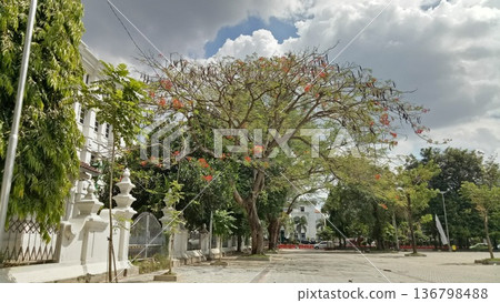 Vibrant Flamboyant Tree in a Historic City Square Vibrant Flamboyant Tree in a Historic City Square 136798488