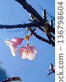 櫻花映襯在藍天下 136798604