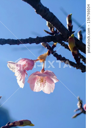 Cherry blossoms against the blue sky 136798604