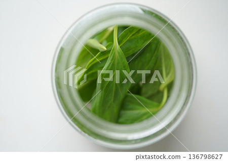 plant in plastic pot 136798627