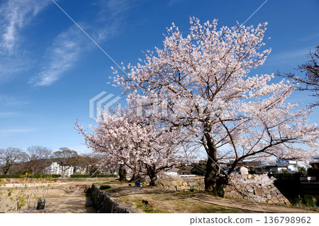 Okayama City, Okayama Prefecture_Okayama Castle Cherry Blossoms 5_March 2025 136798962