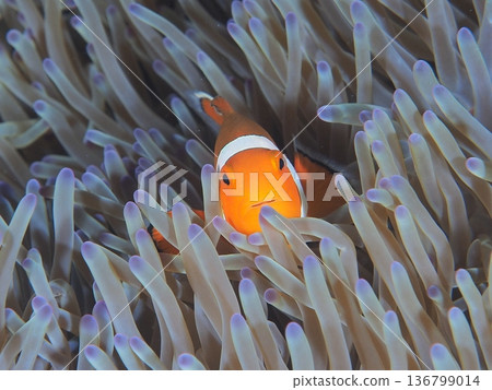 Sea idol, clownfish Sea idol, clownfish 136799014