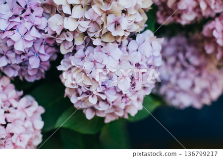 Amazing pink and violet Hydrangea flowers in a garden. 136799217